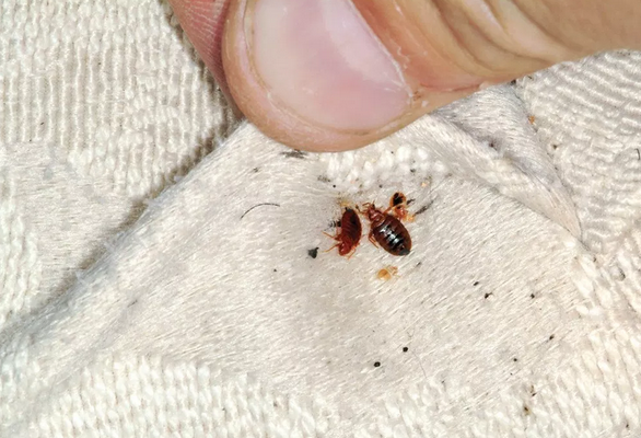 pests, bed bugs